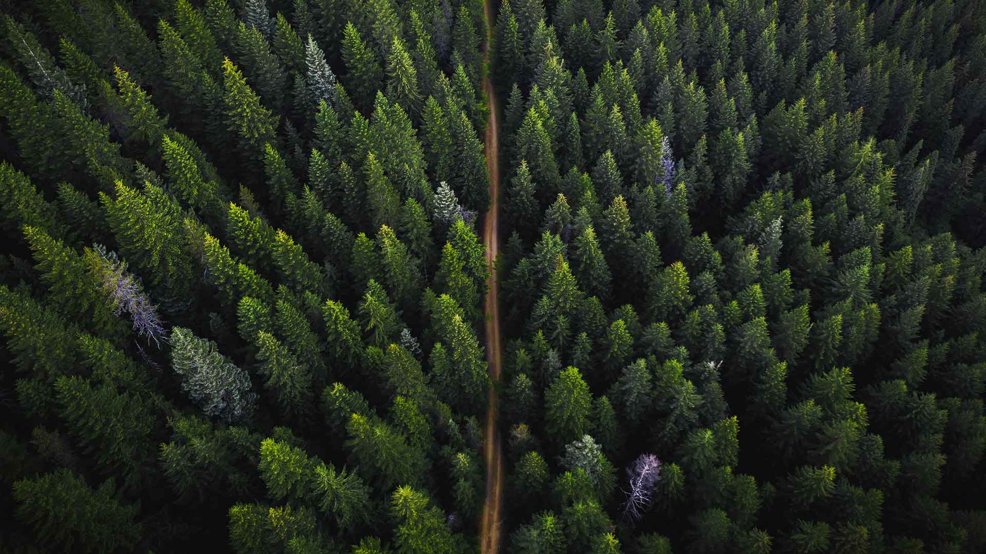 Se vuoi nascondere un albero, piantalo nella foresta.